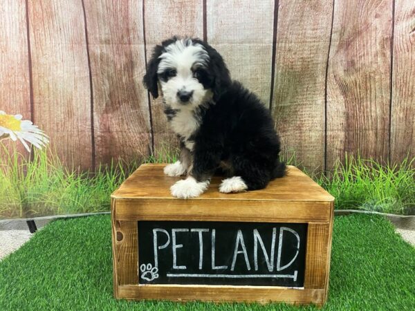 Mini Bernadoodle-DOG-Female-Black / White-27215-Petland Lake St. Louis & Fenton, MO