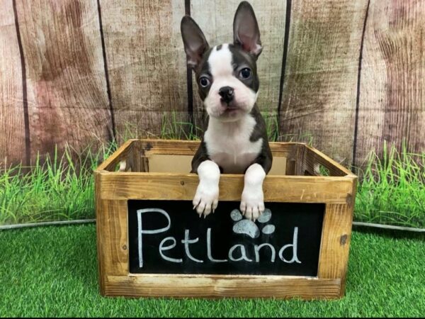 Boston Terrier DOG Male blk & wh 27204 Petland Lake St. Louis & Fenton, MO
