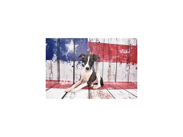 Italian Greyhound-DOG-Male-Seal-27222-Petland Lake St. Louis & Fenton, MO