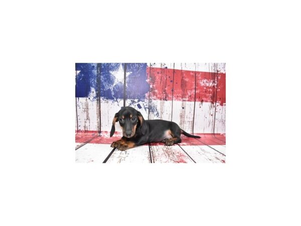 Dachshund-DOG-Male-Black and Tan-27220-Petland Lake St. Louis & Fenton, MO