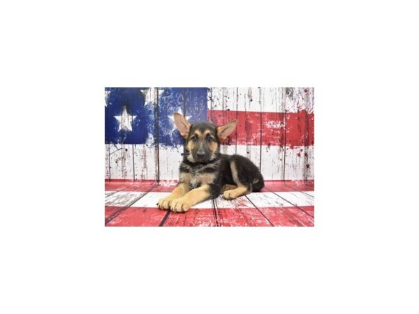 German Shepherd-DOG-Female-Black and Tan-27221-Petland Lake St. Louis & Fenton, MO