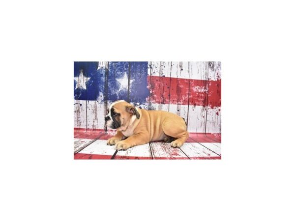 English Bulldog-DOG-Female-Red and White-27219-Petland Lake St. Louis & Fenton, MO