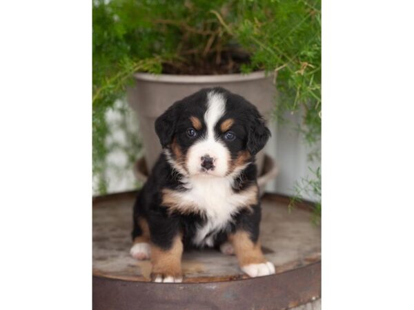 Bernese Mountain Dog-DOG-Female-Black Rust / White-27232-Petland Lake St. Louis & Fenton, MO