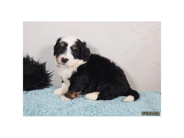Mini Bernadoodle-DOG-Male-Black / White-27240-Petland Lake St. Louis & Fenton, MO