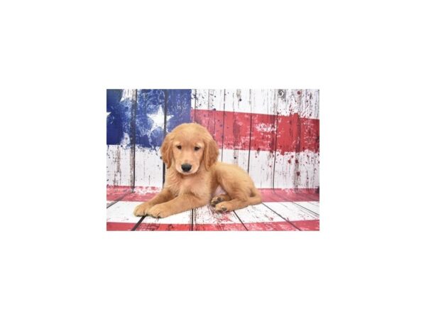 Golden Retriever DOG Male Dark Golden 27245 Petland Lake St. Louis & Fenton, MO