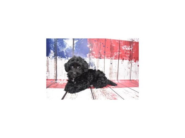 Lhasa Poo-DOG-Female-Black-27252-Petland Lake St. Louis & Fenton, MO