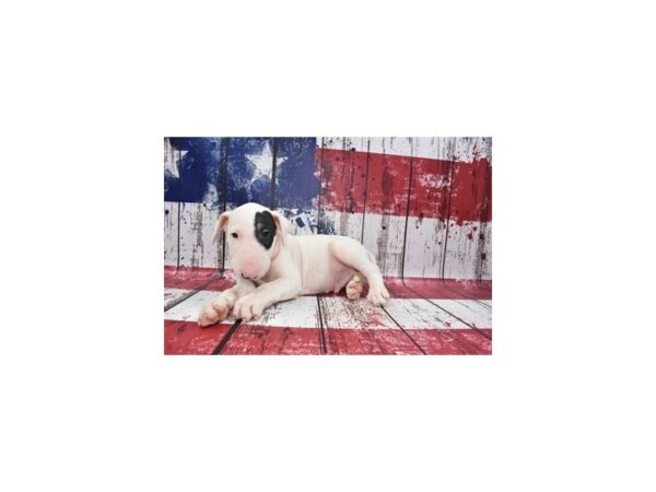 Bull Terrier-DOG-Male-White Black and Tan-105-Petland Lake St. Louis & Fenton, MO