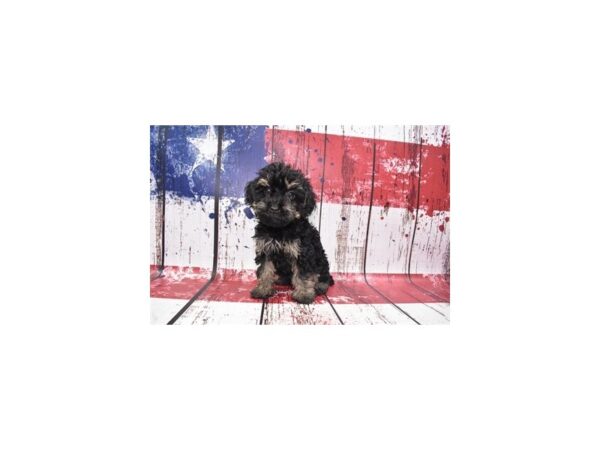 Yorkiepoo-DOG-Female-Black and Tan-108-Petland Lake St. Louis & Fenton, MO