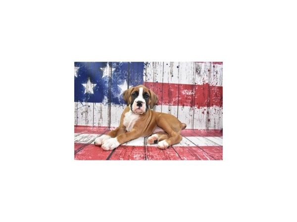 Boxer-DOG-Male-Red and White-109-Petland Lake St. Louis & Fenton, MO