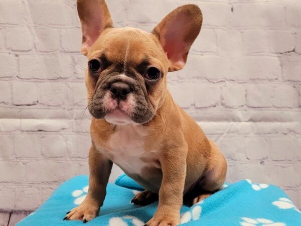 French Bulldog-DOG-Male-BLUE FAWN-118-Petland Lake St. Louis & Fenton, MO