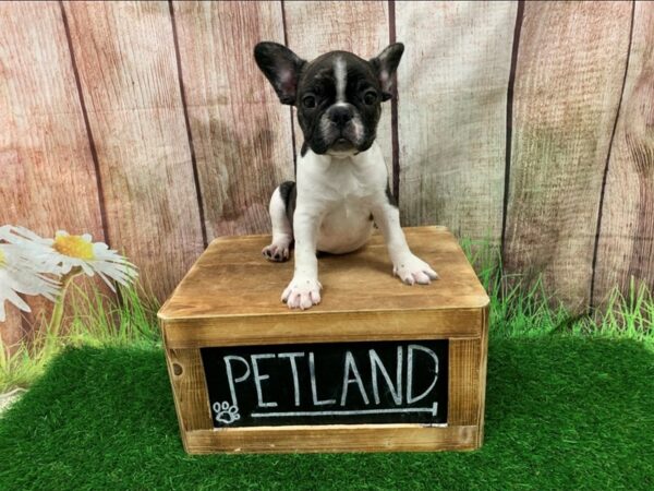 French Bulldog-DOG-Male-Brindle / White-27256-Petland Lake St. Louis & Fenton, MO