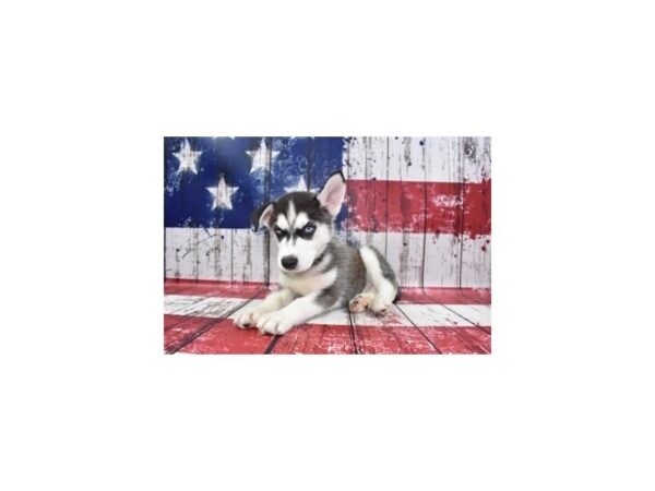 Siberian Husky DOG Male Black Grey and White 27264 Petland Lake St. Louis & Fenton, MO