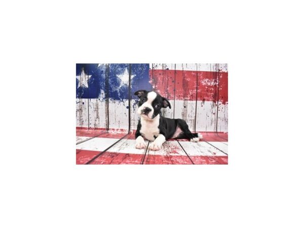 Boston Terrier-DOG-Male-Black and White-27268-Petland Lake St. Louis & Fenton, MO
