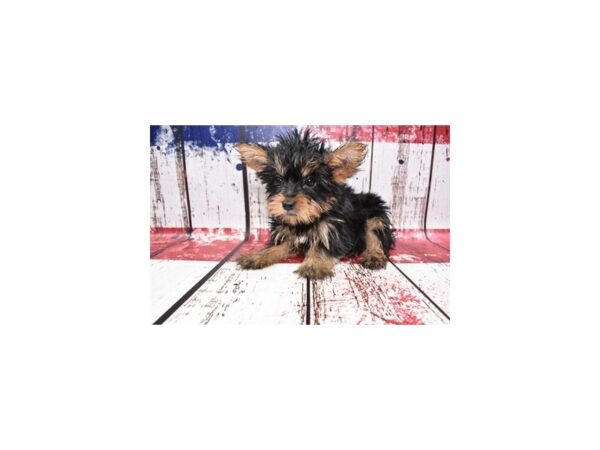 Yorkshire Terrier-DOG-Male-Black and Tan-125-Petland Lake St. Louis & Fenton, MO