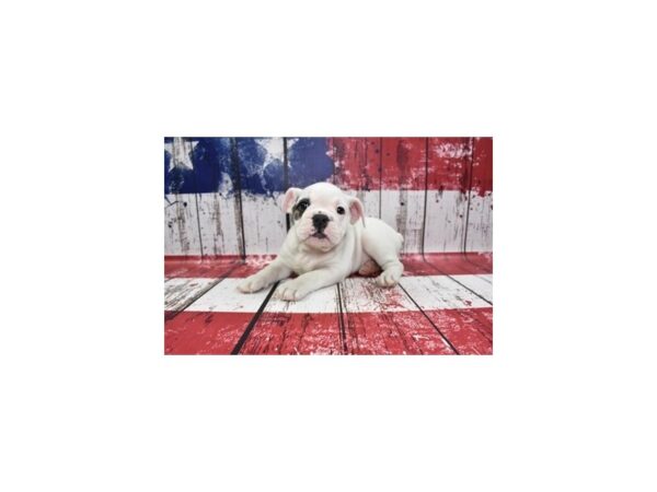 English Bulldog-DOG-Male-White-126-Petland Lake St. Louis & Fenton, MO