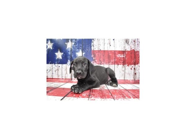 Great Dane-DOG-Male-Black-127-Petland Lake St. Louis & Fenton, MO