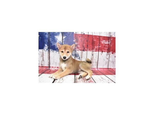 Shiba Inu-DOG-Female-Red Sesame-128-Petland Lake St. Louis & Fenton, MO