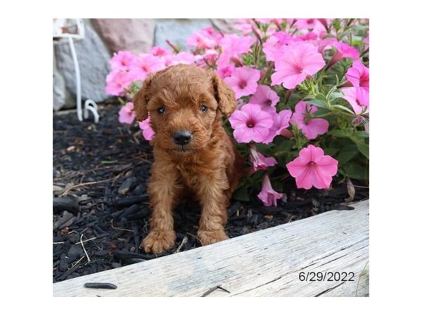Mini Goldendoodle DOG Female Red 27282 Petland Lake St. Louis & Fenton, MO