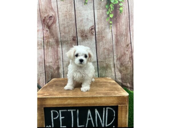 Maltese-DOG-Male-WHITE-27284-Petland Lake St. Louis & Fenton, MO
