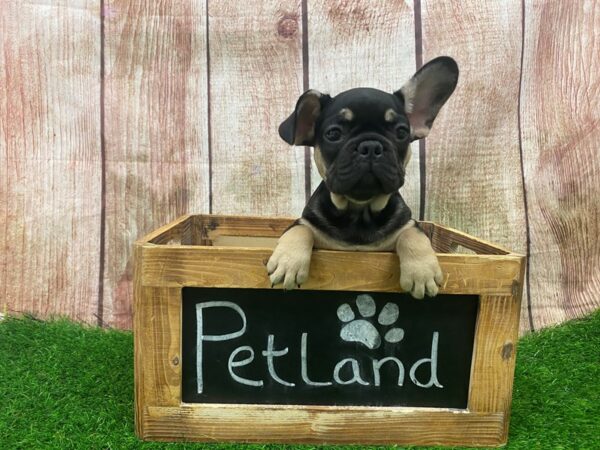 French Bulldog DOG Male Black & Tan 27286 Petland Lake St. Louis & Fenton, MO
