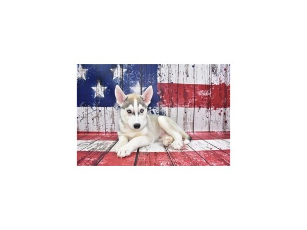Siberian Husky DOG Male Silver and White 27291 Petland Lake St. Louis & Fenton, MO