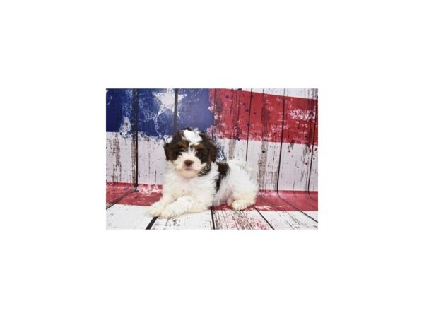 Shih -Poo-DOG-Female-Brown and White-27294-Petland Lake St. Louis & Fenton, MO
