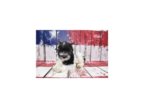 Miniature Schnauzer-DOG-Male-Black and Silver-27288-Petland Lake St. Louis & Fenton, MO