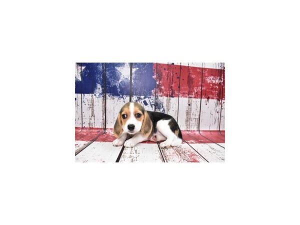 Beagle-DOG-Female-Black White and Tan-150-Petland Lake St. Louis & Fenton, MO