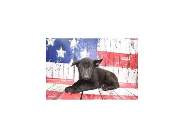 German Shepherd-DOG-Male-Black-153-Petland Lake St. Louis & Fenton, MO