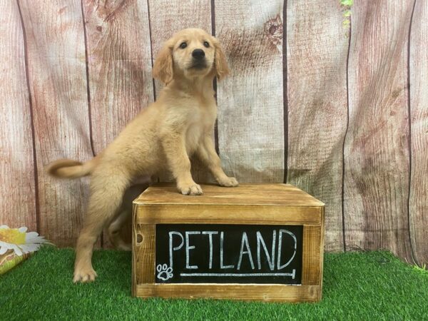 Golden Retriever DOG Male Red 27306 Petland Lake St. Louis & Fenton, MO