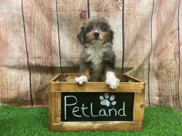 Mini Aussiedoodle-DOG-Female-Tri-Colored-27304-Petland Lake St. Louis & Fenton, MO
