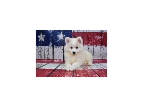American Eskimo-DOG-Female-White-161-Petland Lake St. Louis & Fenton, MO