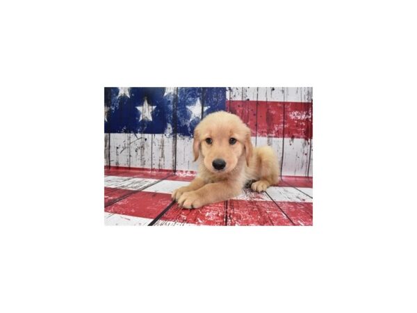 Golden Retriever-DOG-Male-Golden-164-Petland Lake St. Louis & Fenton, MO