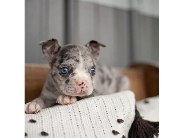Boston Terrier-DOG-Female-Blue Merle-27313-Petland Lake St. Louis & Fenton, MO