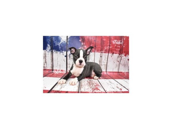 Boston Terrier-DOG-Male-Black Brindle and White-27331-Petland Lake St. Louis & Fenton, MO