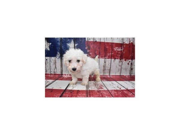 Bichon Frise-DOG-Male-White-27330-Petland Lake St. Louis & Fenton, MO