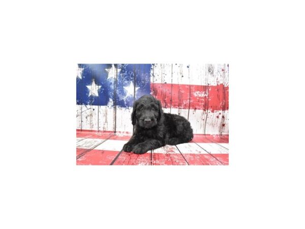 Miniature Bernedoodle 2nd Gen-DOG-Female-Black-182-Petland Lake St. Louis & Fenton, MO
