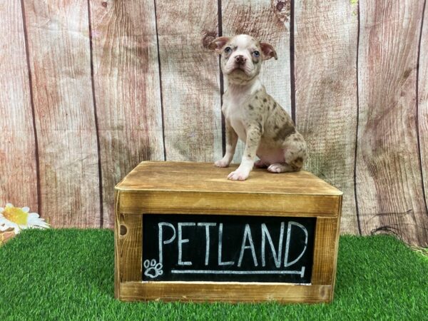 Boston Terrier-DOG-Female-Red Merle-27337-Petland Lake St. Louis & Fenton, MO