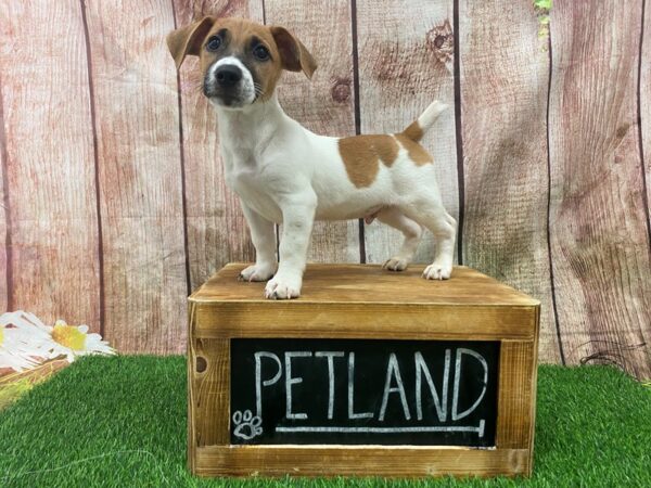 Jack Russell Terrier Mix DOG Male Brown / White 27317 Petland Lake St. Louis & Fenton, MO