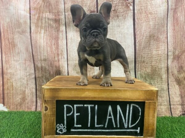 French Bulldog-DOG-Female-Blue / Tan-27338-Petland Lake St. Louis & Fenton, MO