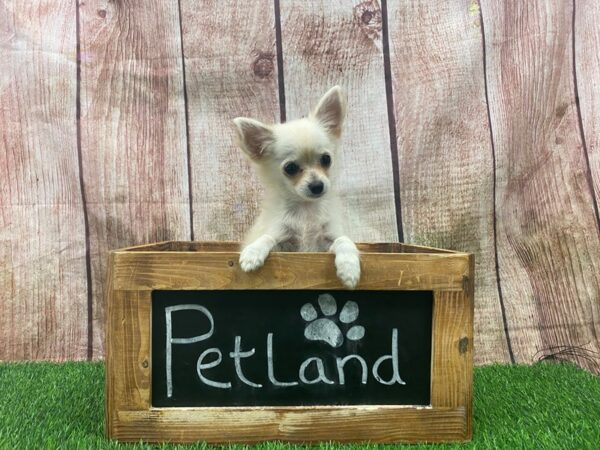 Chihuahua-DOG-Female-Cream / White-27344-Petland Lake St. Louis & Fenton, MO
