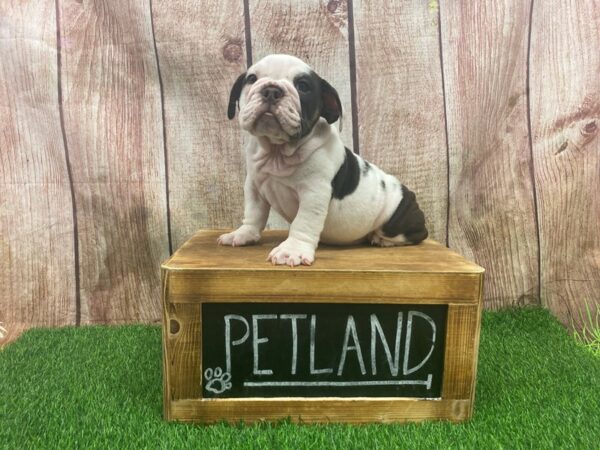 English Bulldog-DOG-Female-Chocolate & White-27307-Petland Lake St. Louis & Fenton, MO