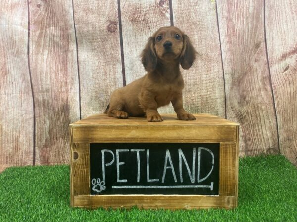 Dachshund-DOG-Male-Red-27309-Petland Lake St. Louis & Fenton, MO