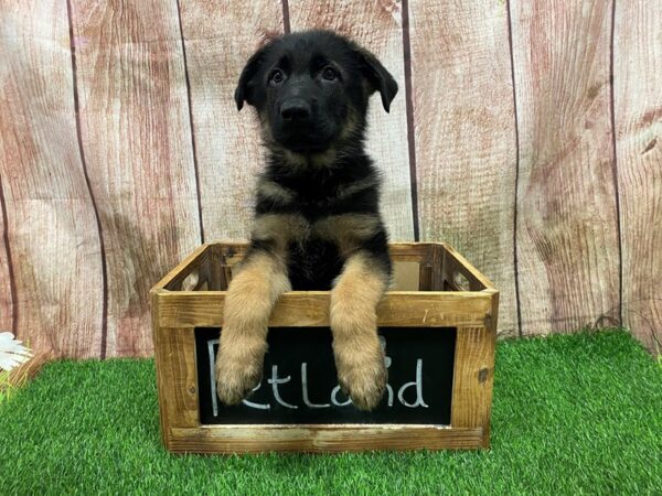 German Shepherd Dog-DOG-Male-Black / Tan-27348-Petland Lake St. Louis & Fenton, MO