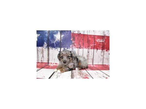 Mini Aussie Poo-DOG-Male-Merle-27357-Petland Lake St. Louis & Fenton, MO