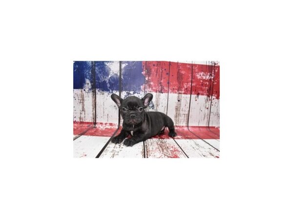 French Bulldog-DOG-Male-Brindle-27353-Petland Lake St. Louis & Fenton, MO