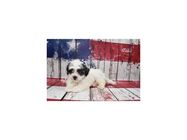 Teddy Bear-DOG-Female-Black Gold and White-27355-Petland Lake St. Louis & Fenton, MO