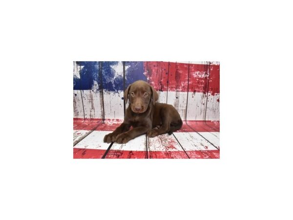 Labrador Retriever-DOG-Male-Chocolate-207-Petland Lake St. Louis & Fenton, MO