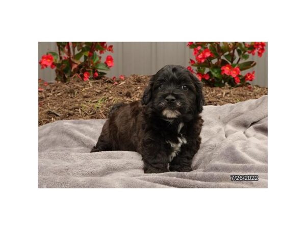 Bichonpoo-DOG-Male-Black / White-218-Petland Lake St. Louis & Fenton, MO
