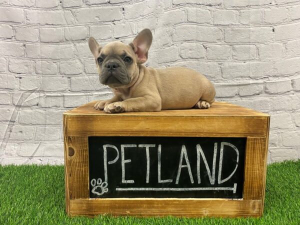 French Bulldog-DOG-Female-BLUE FAWN-27361-Petland Lake St. Louis & Fenton, MO